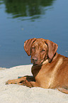 young Rhodesian Ridgeback