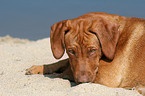 Rhodesian Ridgeback on the beach