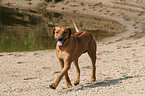 running Rhodesian Ridgeback