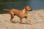 running Rhodesian Ridgeback