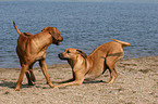 playing Rhodesian Ridgebacks