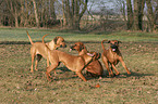 playing Rhodesian Ridgebacks