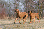 2 Rhodesian Ridgebacks