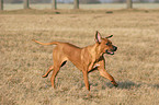 running Rhodesian Ridgeback