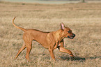 running Rhodesian Ridgeback