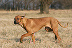 running Rhodesian Ridgeback