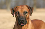 Rhodesian Ridgeback Portrait