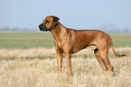 standing Rhodesian Ridgeback