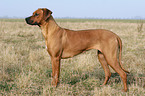 standing Rhodesian Ridgeback