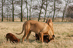 Rhodesian Ridgebacks and Miniature Pinscher