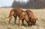 snuffling Rhodesian Ridgebacks