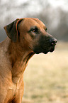 Rhodesian Ridgeback Portrait