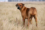 standing Rhodesian Ridgeback