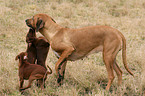 Rhodesian Ridgeback and Miniature Pinscher