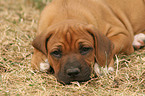 Rhodesian Ridgeback Puppy in garden