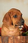 Rhodesian Ridgeback Puppy