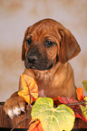 Rhodesian Ridgeback Puppy