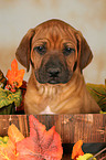 cute Rhodesian Ridgeback Puppy