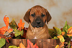 cute Rhodesian Ridgeback Puppy