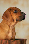 Rhodesian Ridgeback Puppy