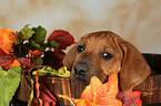 Rhodesian Ridgeback Puppy