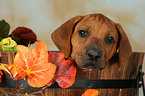 cute Rhodesian Ridgeback Puppy