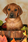 cute Rhodesian Ridgeback Puppy