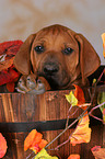 Rhodesian Ridgeback Puppy