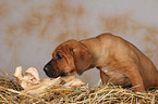 Rhodesian Ridgeback puppy in straw