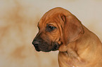 Rhodesian Ridgeback Puppy