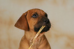 Rhodesian Ridgeback Puppy