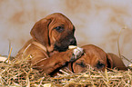 Rhodesian Ridgeback puppies in straw