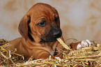 Rhodesian Ridgeback puppy in straw