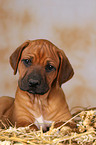 Rhodesian Ridgeback puppy in straw