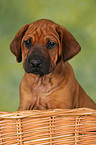 Rhodesian Ridgeback puppy in basket