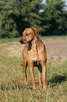 standing Rhodesian Ridgeback