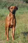 standing Rhodesian Ridgeback