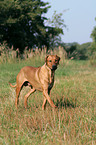 walking Rhodesian Ridgeback