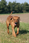 walking Rhodesian Ridgeback