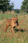 running Rhodesian Ridgeback