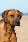 Rhodesian Ridgeback Portrait