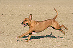 running Rhodesian Ridgeback