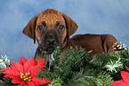 Rhodesian Ridgeback puppy at christmas