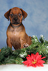 Rhodesian Ridgeback puppy at christmas