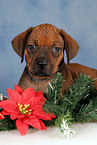 Rhodesian Ridgeback puppy at christmas