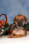 Rhodesian Ridgeback puppy at christmas