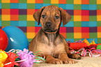 Rhodesian Ridgeback Puppy