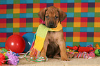 sitting Rhodesian Ridgeback Puppy