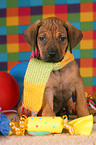 sitting Rhodesian Ridgeback Puppy