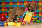 Rhodesian Ridgeback Puppy